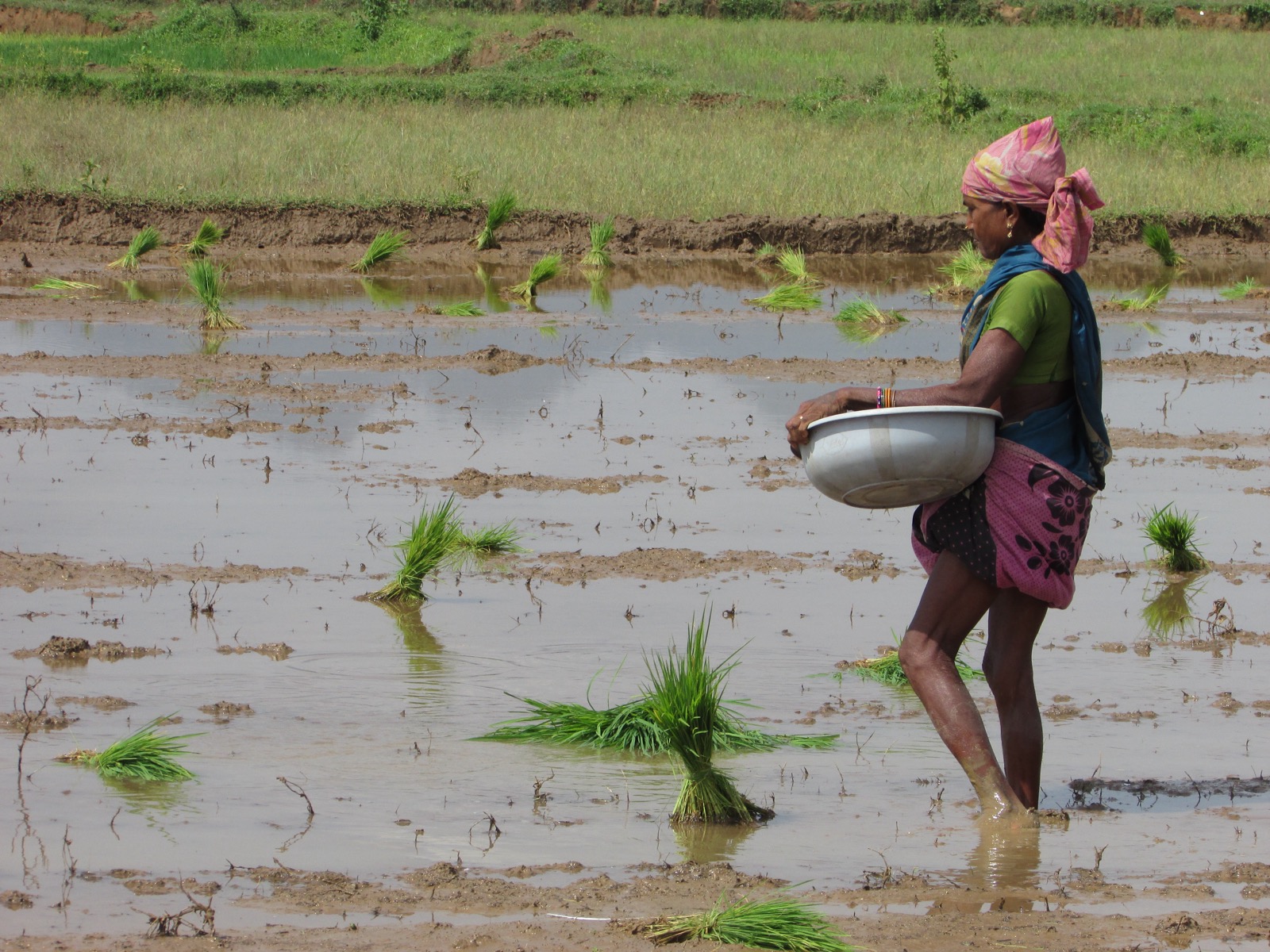 Still from Ayangraji — a woman planting rice seedlings in a paddy field