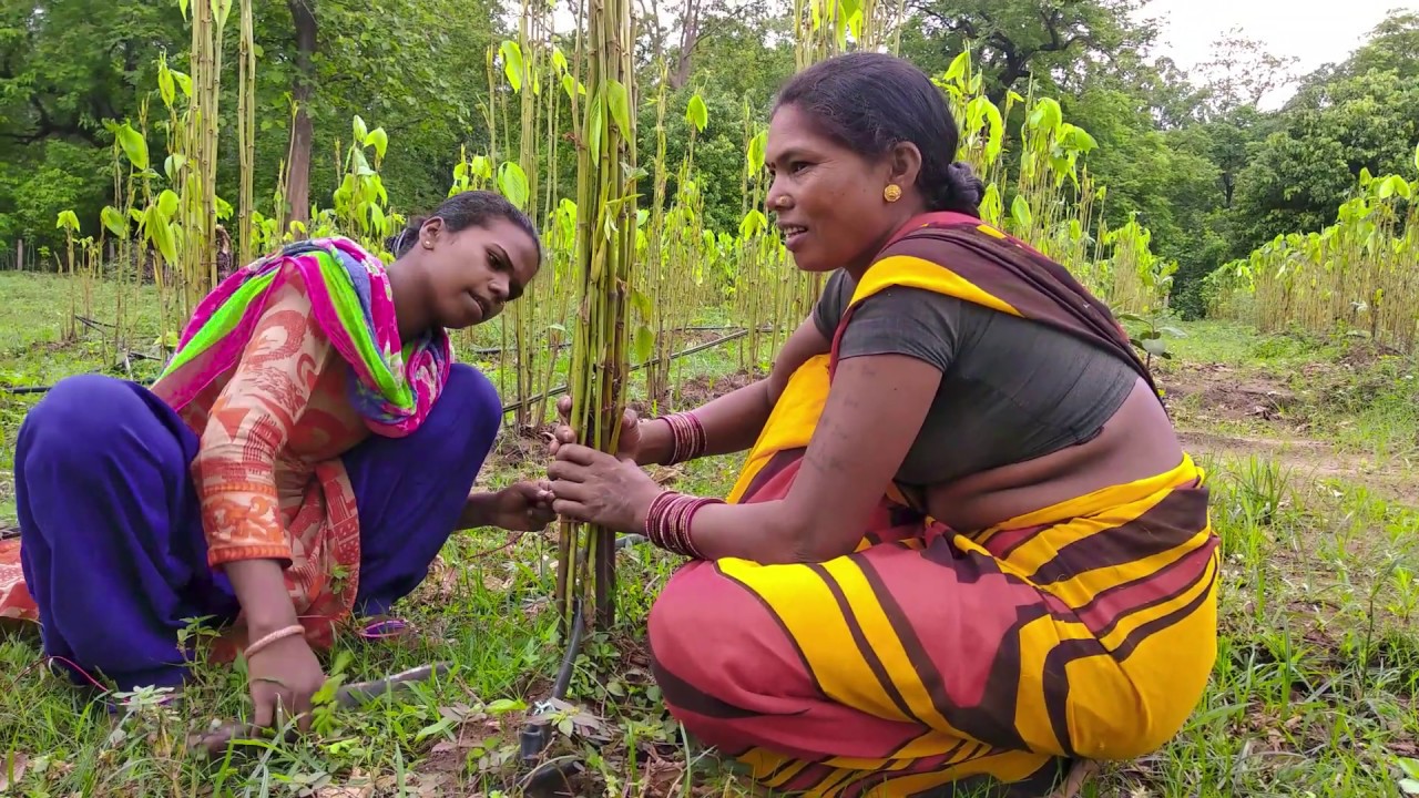 Still from Inoculating Lac